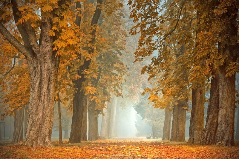 Black Forest