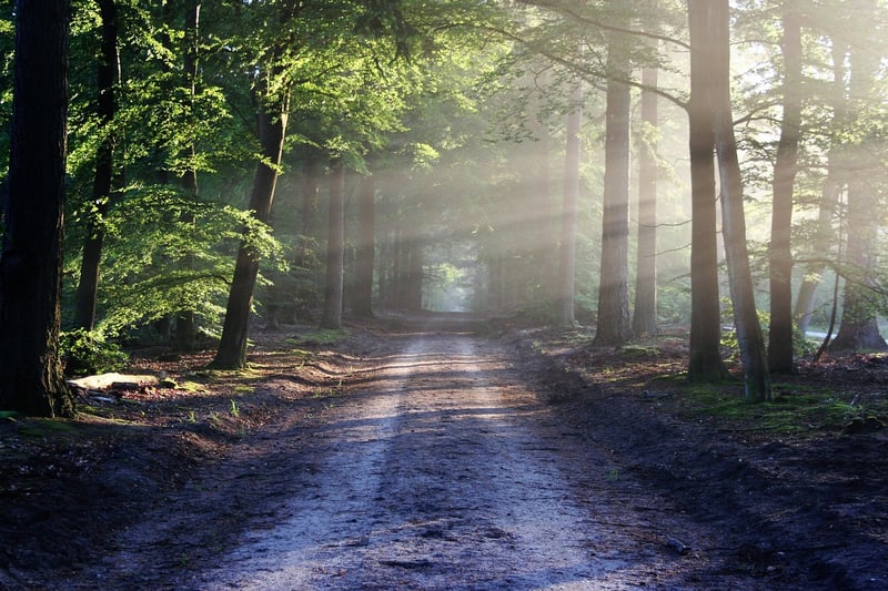 Sherwood Forest